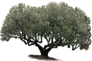 Ich bin ein 500 jähriger Olivenbaum von der Sorte Pisciottana