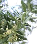 Olivenblüte